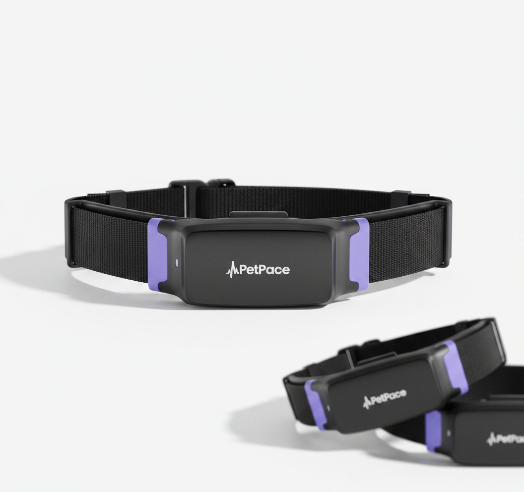 AI smart dog health monitor collar in black silicone with stainless steel accents, displaying 24/7 vital signs tracking and GPS functionality — view 5b