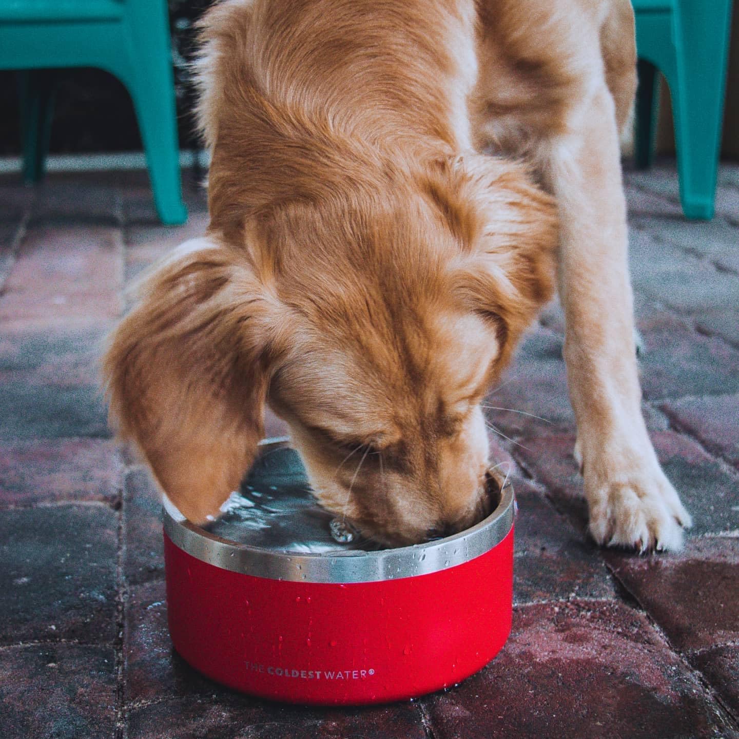 Epic white insulated stainless steel dog bowl with non-slip silicone base, spill-proof design for pets โ back